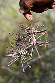 Uncarina fruit (Uncarina stellulifera), Ifaty, Madagascar