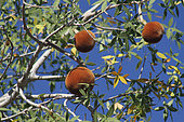 Baobab fruit (Adansonia rubrostipa), Ifaty, Province of Tulear, Madagascar
