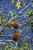 Baobab fruit (Adansonia rubrostipa), Ifaty, Province of Tulear, Madagascar