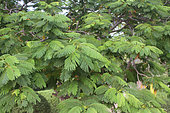 Royal poinciana (Delonix regia) foliage in Mahafaly, Ifaty, Province of Tulear, Madagascar