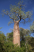 Baobab (Adansonia rubrostipa), the notches dug in the trunk are used to climb on the tree, Ifaty, Province of Tulear, Madagascar