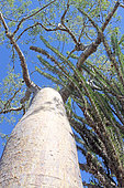 Baobabs (Adansonia rubrostipa) and Octopus tree (Didierea sp) in the dry forest, Ifaty; Province of Tuléar, Mahafaly Country, Madagascar