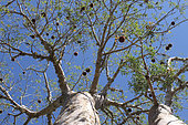 Two Baobab (Adansonia rubrostipa), Ifaty, Province of Tulear, Madagascar