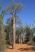 Young Baobab (Adansonia) rubrostipa, Ifaty, Province of Tulear, Madagascar