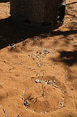 Very young Baobab (Adansonia rubrostipa) plant, Ifaty, Province of Tulear, Madagascar