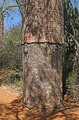 Baobab (Adansonia rubrostipa), the transverse scar is due to the traditional exploitation of the bark, Ifaty, Province of Tulear, Madagascar