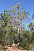 Regrowth of a sectioned baobab (Adansonia rubrostipa), Ifaty, Province of Tulear, Madagascar