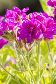 Pelargonium cucullatum 'Flore Pleno'