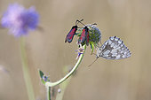 Burnet (Zygaena osterodensis) and Marbled White (Melanargia galathea) on flower