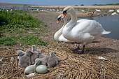 Pair of mute swans (Cygnus olor) at nest, Abbotsbury Swannery, Dorset