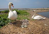 Pair of mute swans (Cygnus olor) at nest, Abbotsbury Swannery, Dorset