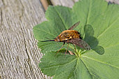 Dotted Beefly (Bombylius discolor) with long proboscis resting on leaf Cotswolds UK