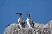 Two Guillemots (Uria aalge) colonies on rock outcrops Staple Island Farne Island Northumberland