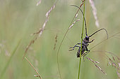Longhorn Musk beetle (Aromia moschata) climbing on grass stalks, Wood of Cree, Galloway & Dumfries, Scotland