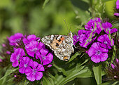 Painted Lady butterfly (Vanessa cardui) on stock flowers Cotswolds UK