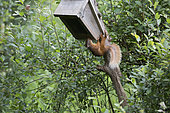 Red squirrel (Sciurus vulgaris) on feeding dish, Scotland