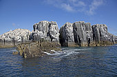 Pillars of rock with Guillemot colonies, Staple Island, Farne Island, Northumberland, UK