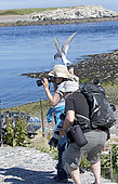 Arctic tern (Sterna paradisaea) attacking attacks photographer defending chicks, blue sky, Inner Farne, Farne Islands, Northumberland, UK