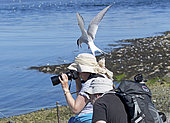 Arctic tern (Sterna paradisaea) attacking attacks photographer defending chicks, blue sky, Inner Farne, Farne Islands, Northumberland, UK
