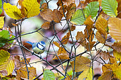 Blue tit (Cyanistes caeruleus) on a branch of beech, autumn, Moselle, France