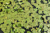 Water Lily leaves eaten by the lily of the water lily, Summer, Moselle, France