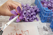 Harvest of saffron, sampling of red stigmas on saffron flower (Crocus sativus)