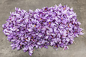 Harvest Saffron flowers (Crocus sativus) to harvest saffron, autumn, Pas de Calais, France