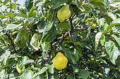 Quince on the tree, summer, Pas de Calais, France
