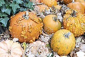 Pumpkins 'Galeux d'Eysines' in a garden, autumn, Germany
