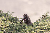 Gelada or Gelada baboon (Theropithecus gelada), eating fruit of acacia, Debre Libanos, Rift Valley, Ethiopia, Africa