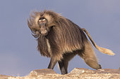 Gelada or Gelada baboon (Theropithecus gelada), dominant male, Debre Libanos, Rift Valley, Ethiopia, Africa