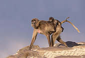 Gelada or Gelada baboon (Theropithecus gelada), adult female with a baby, Debre Libanos, Rift Valley, Ethiopia, Africa
