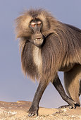 Gelada or Gelada baboon (Theropithecus gelada), dominant male, Debre Libanos, Rift Valley, Ethiopia, Africa