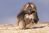 Gelada or Gelada baboon (Theropithecus gelada), dominant male, Debre Libanos, Rift Valley, Ethiopia, Africa