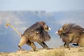 Gelada or Gelada baboon (Theropithecus gelada), fight between two males, Debre Libanos, Rift Valley, Ethiopia, Africa