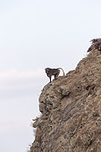 Gelada or Gelada baboon (Theropithecus gelada), adult male, in the evening at the edge of the cliff before descending to protect against predators during the night, Debre Libanos, Rift Valley, Ethiopia, Africa