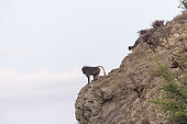 Gelada or Gelada baboon (Theropithecus gelada), adult male, in the evening at the edge of the cliff before descending to protect against predators during the night, Debre Libanos, Rift Valley, Ethiopia, Africa