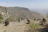 Gelada or Gelada baboon (Theropithecus gelada), group of females with young and male near the cliff where they spend the night, Debre Libanos, Rift Valley, Ethiopia, Africa