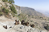 Gelada or Gelada baboon (Theropithecus gelada), group of females with young and male near the cliff where they spend the night, Debre Libanos, Rift Valley, Ethiopia, Africa