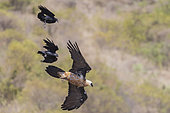 Bearded vulture (Gypaetus barbatus) attacked by Fan-tailed raven (Corvus rhipidurus), in flight, raven is attacking, Debre Libanos, Rift Valley, Ethiopia, Africa