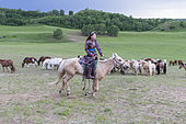 Cavalière en habits traditionnels conduisent des chevaux courant en groupe dans la prairie, Prairies de Bashang, Zhangjiakou, Province de Heibei, Mongolie intérieure, Chine