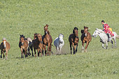 Cavalier en habits traditionnels conduisent des chevaux courant en groupe dans la prairie, Prairies de Bashang, Zhangjiakou, Province de Heibei, Mongolie intérieure, Chine