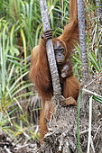 Orang utan (Pongo pygmaeus) with young, Tanjung Puting, Kalimantan, Indonesia