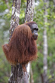 Orang utan (Pongo pygmaeus) on a trunk, Tanjung Puting, Kalimantan, Indonesia