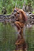 Orang utan (Pongo pygmaeus) with young crossing a river, Tanjung Puting, Kalimantan, Indonesia