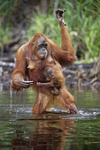 Orang utan (Pongo pygmaeus) with young crossing a river, Tanjung Puting, Kalimantan, Indonesia