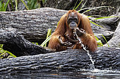 Orang outan (Pongo pygmaeus) et jeune mangeant au bord de l'eau ,Tanjung Puting, Kalimantan, Indonésie