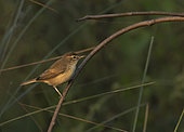 Paddyfield Warbler (Acrocephalus agricola), Darjeeling, India