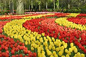 Tulips (Tulipa hybrids) at Keukenhof, Lisse, South Holland, Netherlands