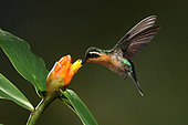 Purple-throated Mountaingem (Lampornis calolaemus) female flying while feeding at a flower, Bosque de Paz, Costa Rica